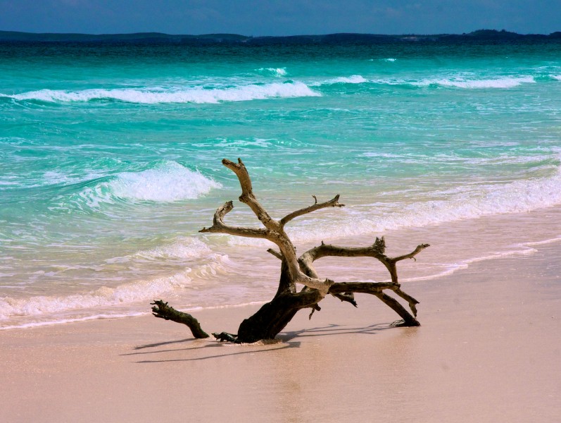 Driftwood on Dunmoore Beach