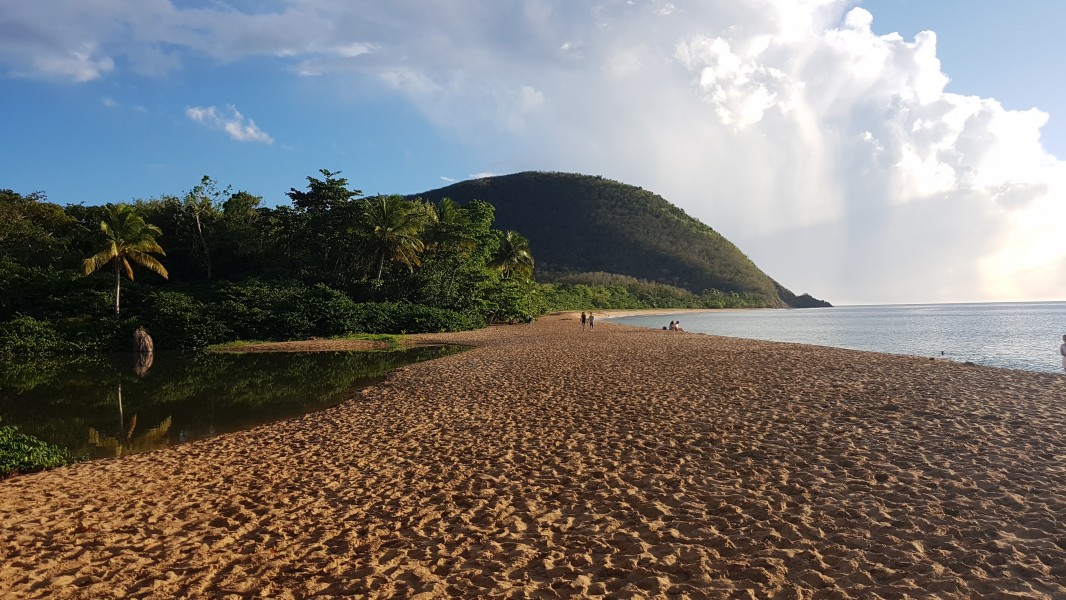 Plage de Grande Anse, la mangrove et l'océan séparés par la plage