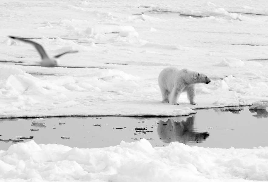Polar Bears near the North Pole (19002361293)