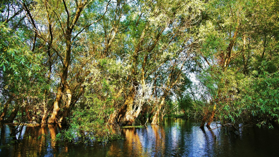 The Danube Delta thickets - Hatisurile Deltei Dunarii - panoramio