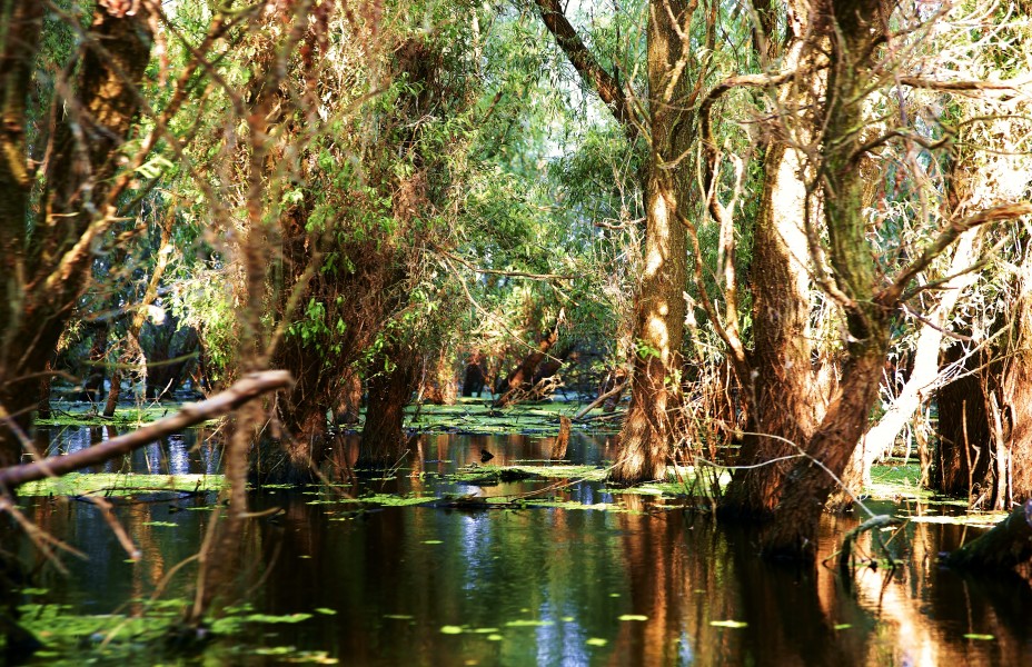 The wild Danube Delta - Salbatica Delta Dunarii - panoramio