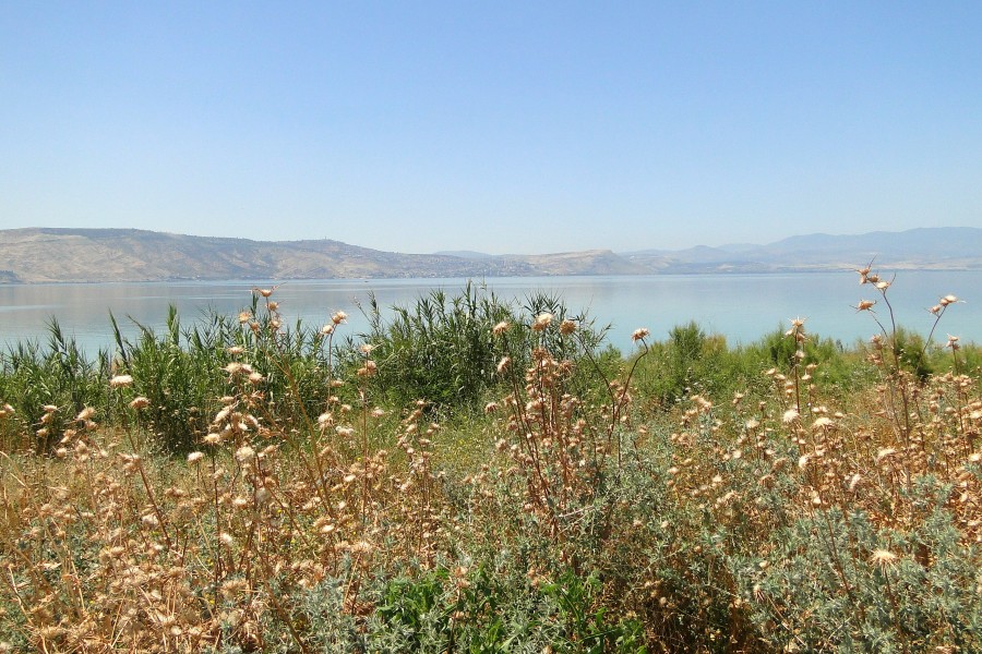 View of Wildflowers, Fields, and Lake Kinnaret (Sea of Galilee) - Israel (5710715820)