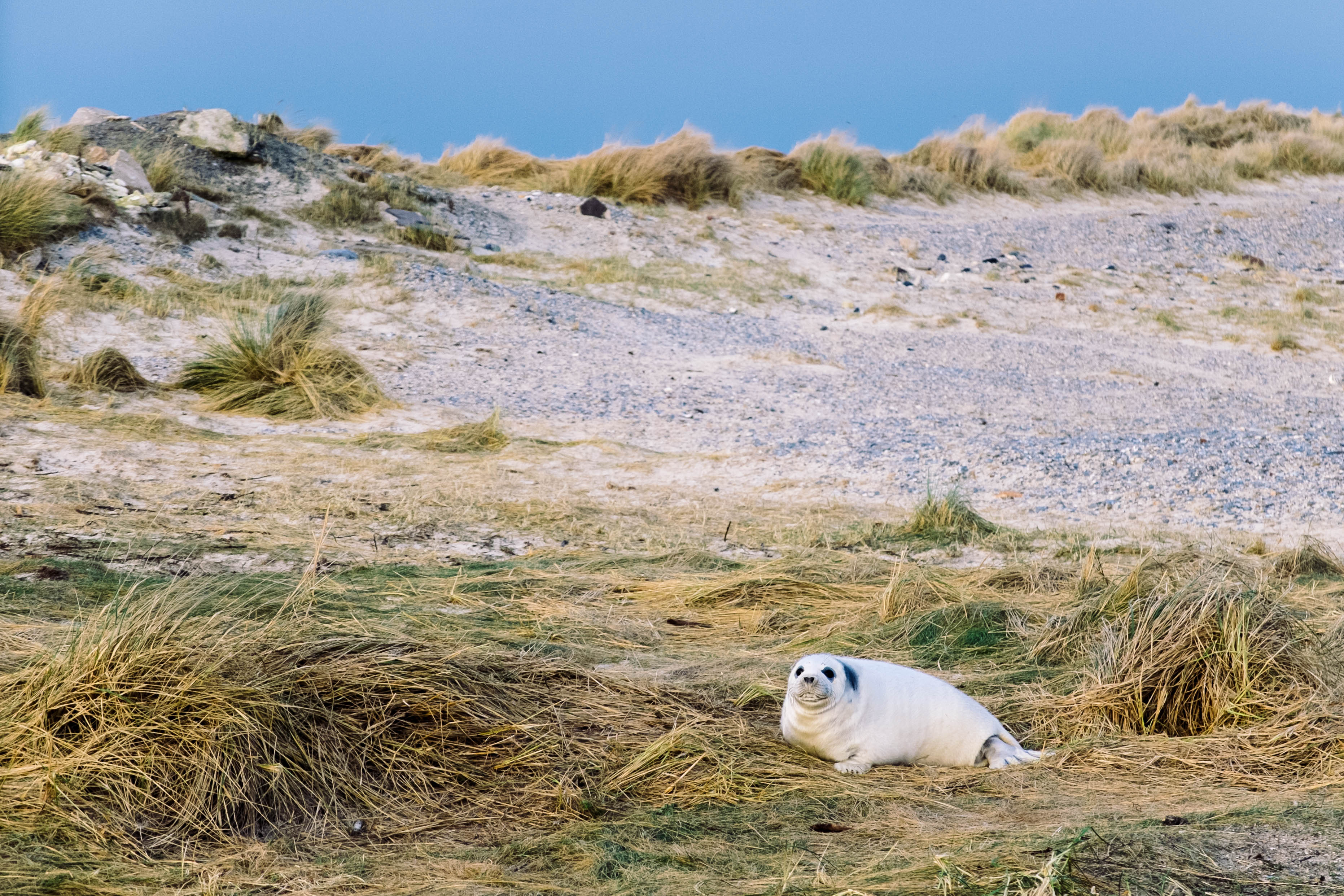 Sea-lion-pup-heligoland (Unsplash)