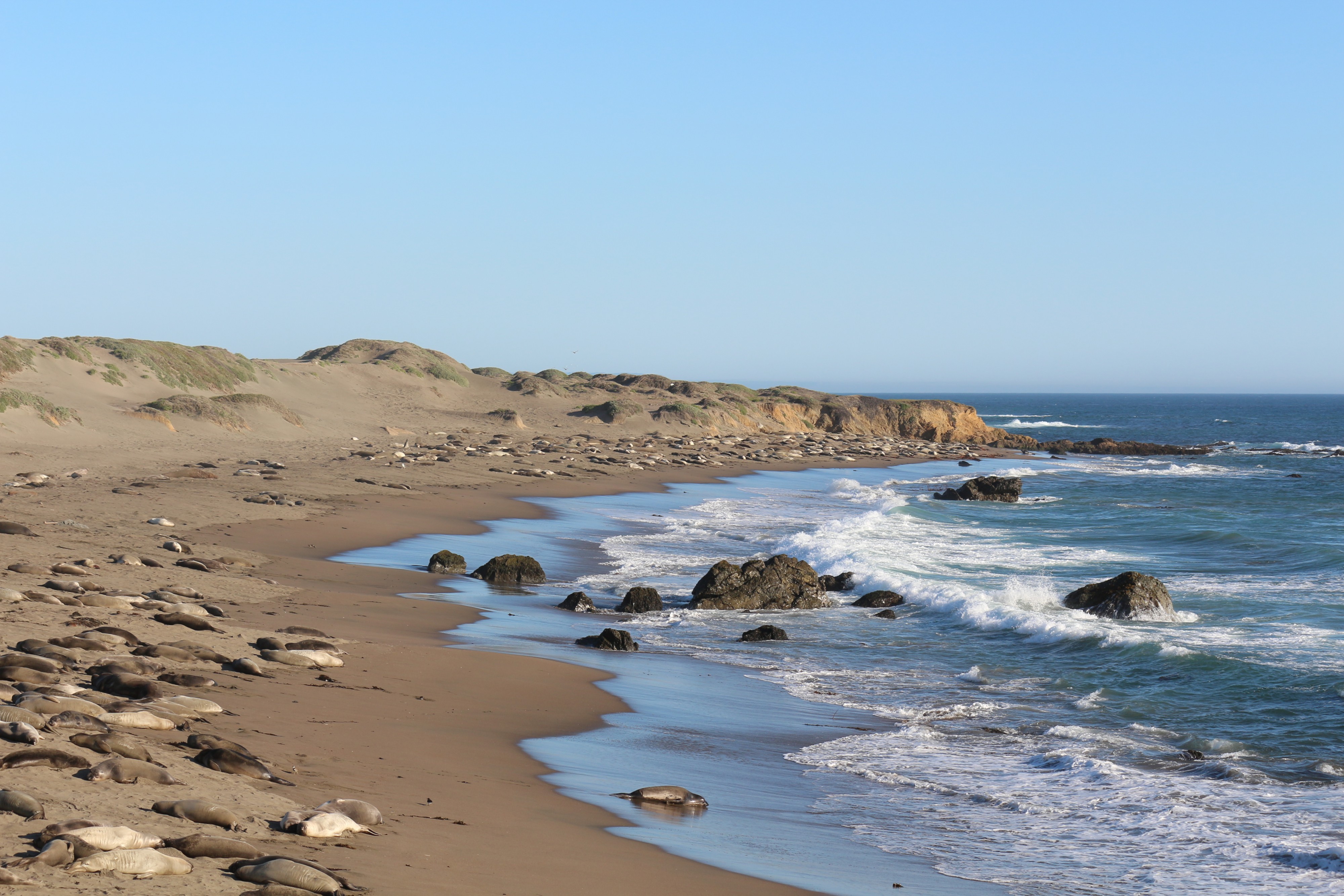 Sea lions and elephant seals colony