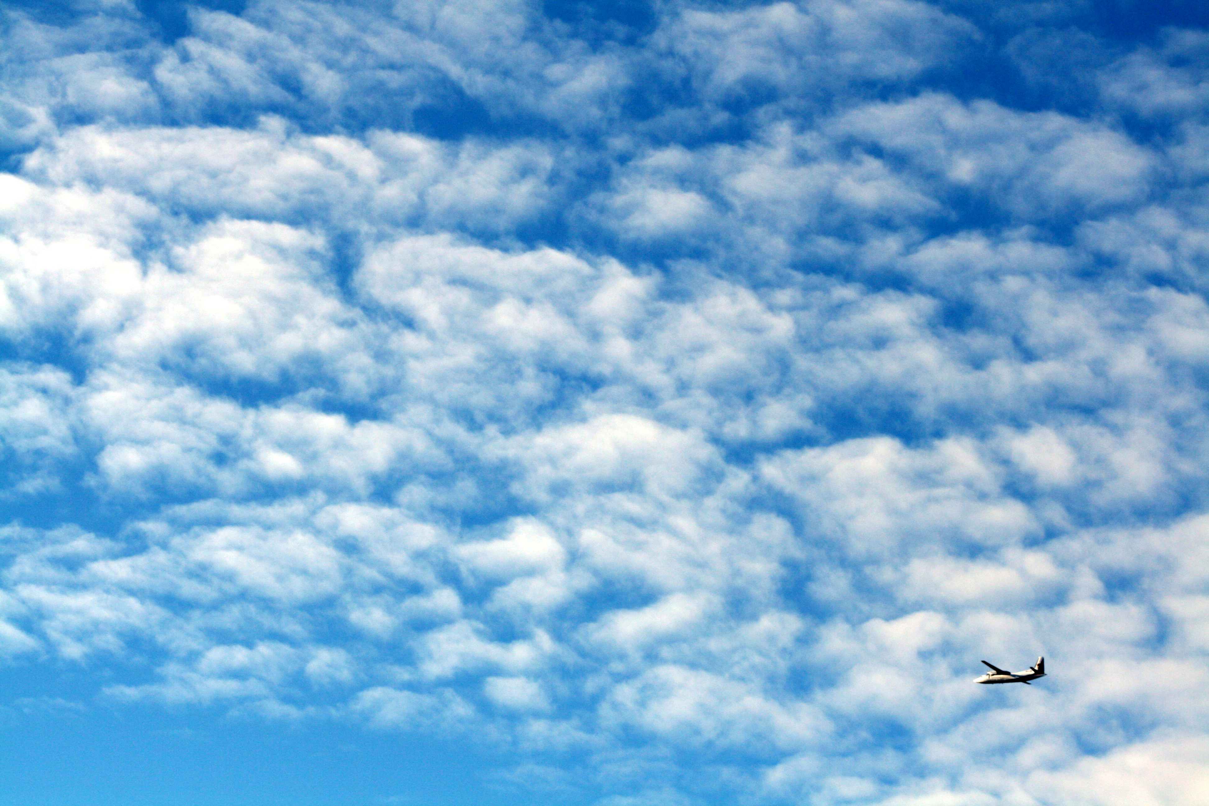 Flight is freedom (1598908934)