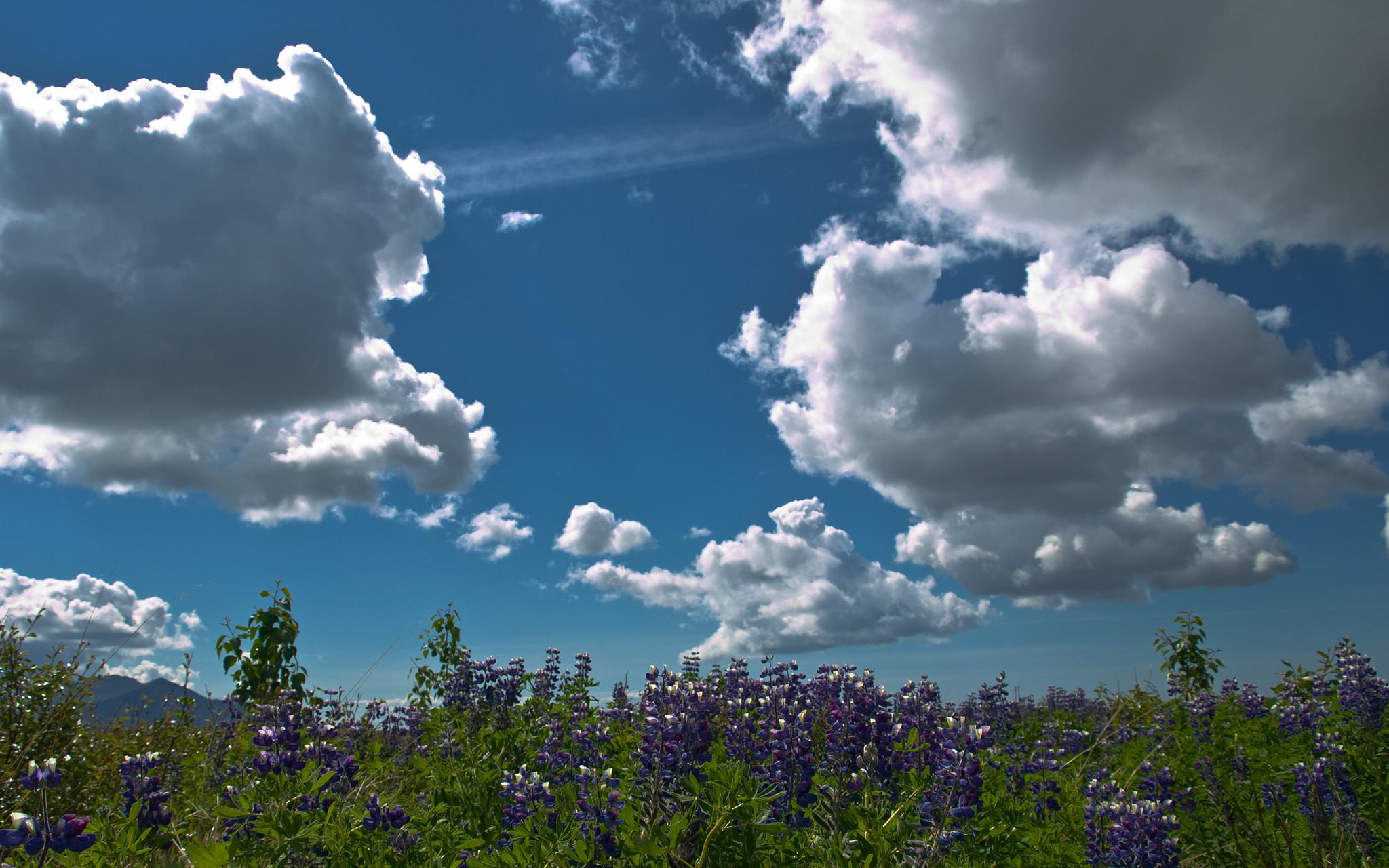 Lupines (2602006776)