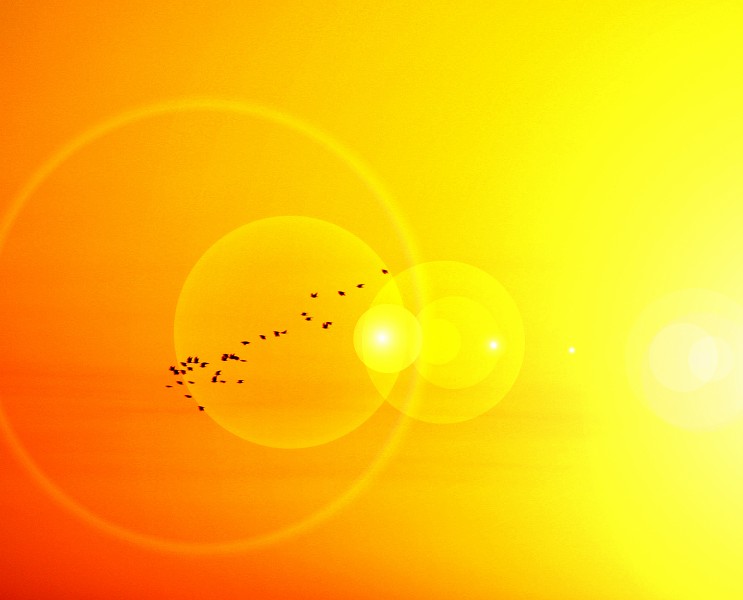 Sunupbirdsflare