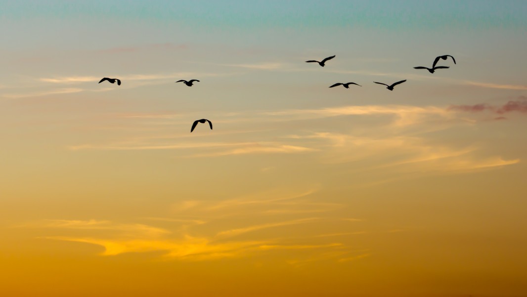 Vuelo (6455048415)