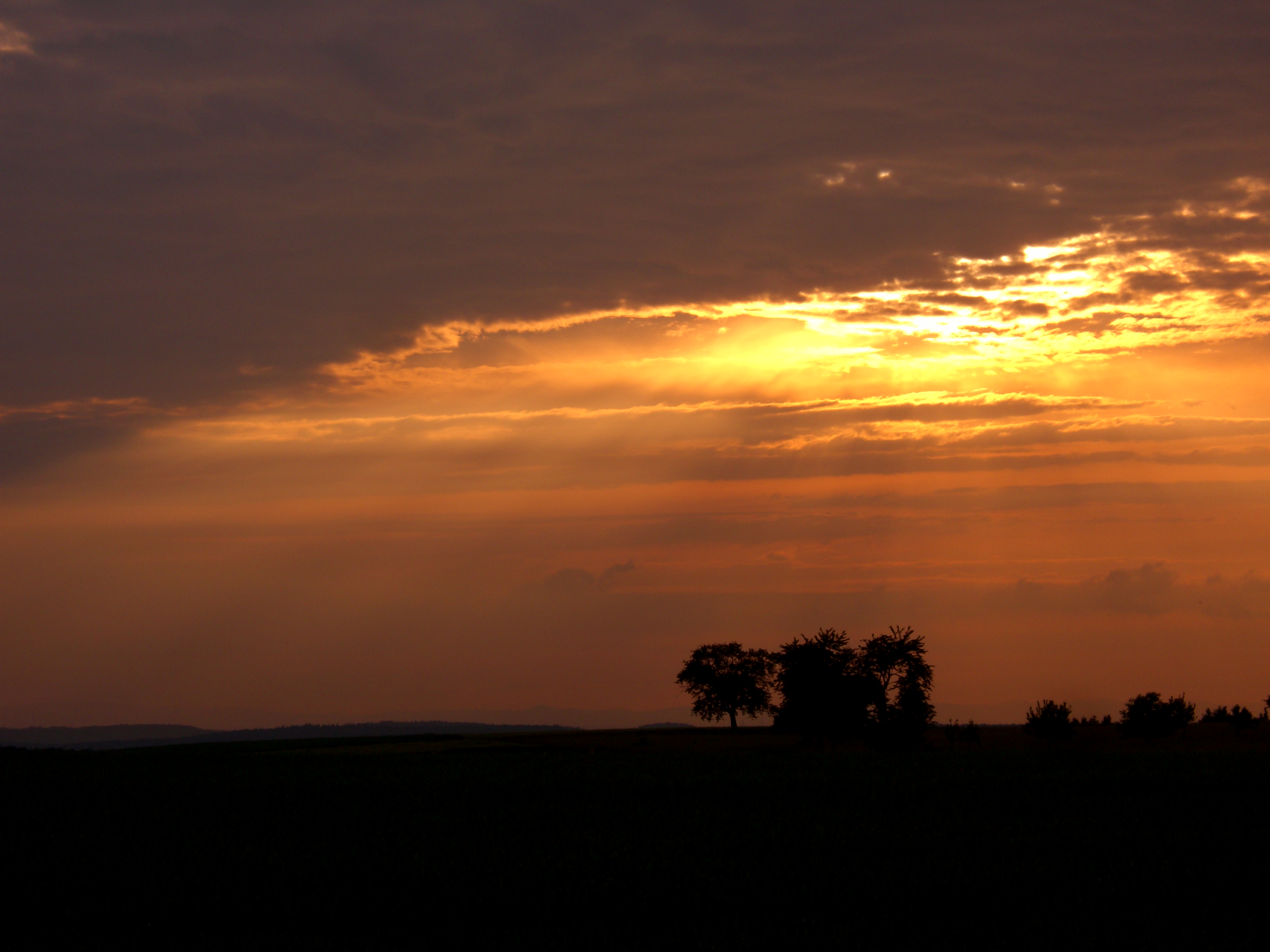 Talking Trees - panoramio
