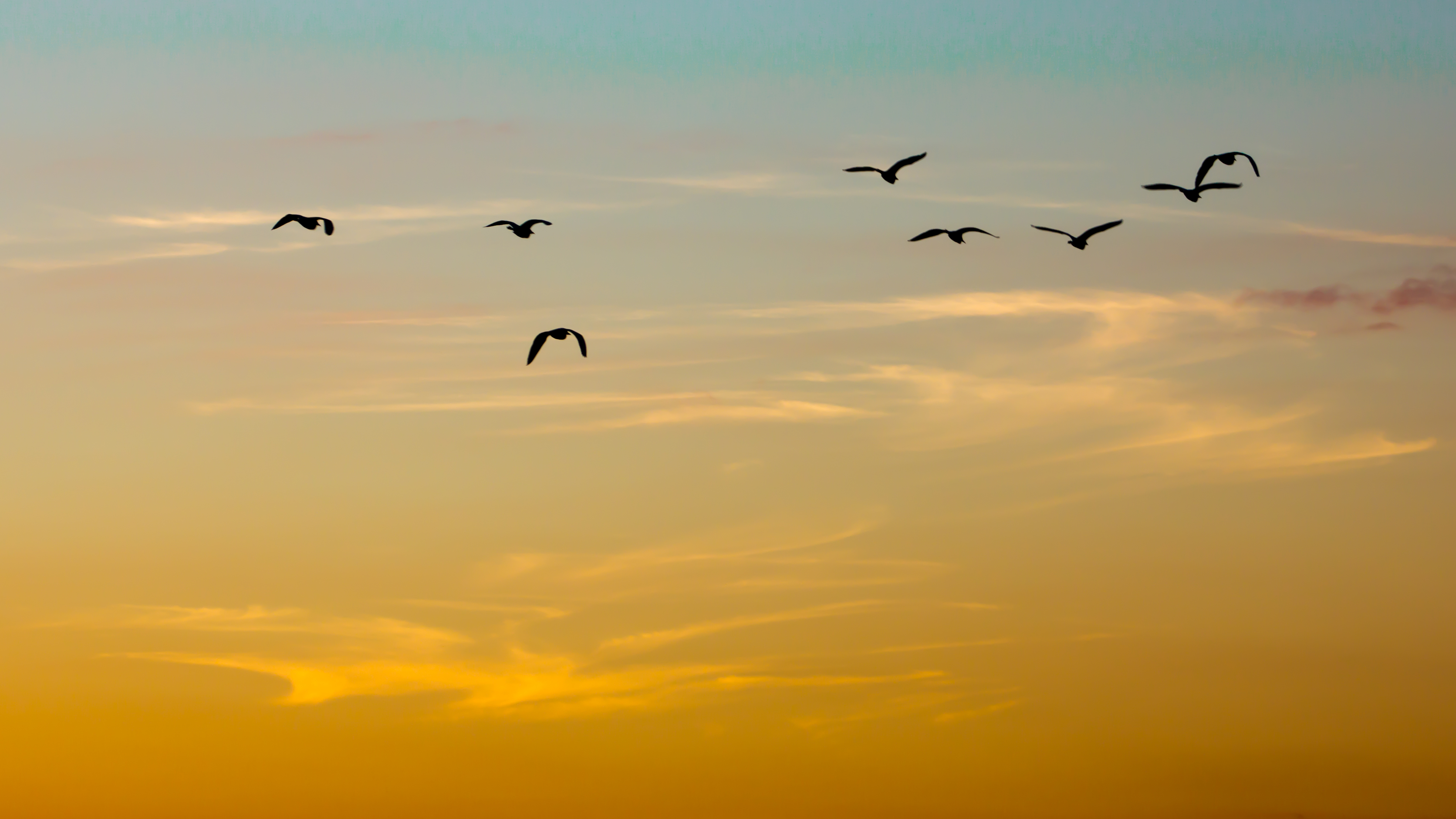 Vuelo (6455048415)