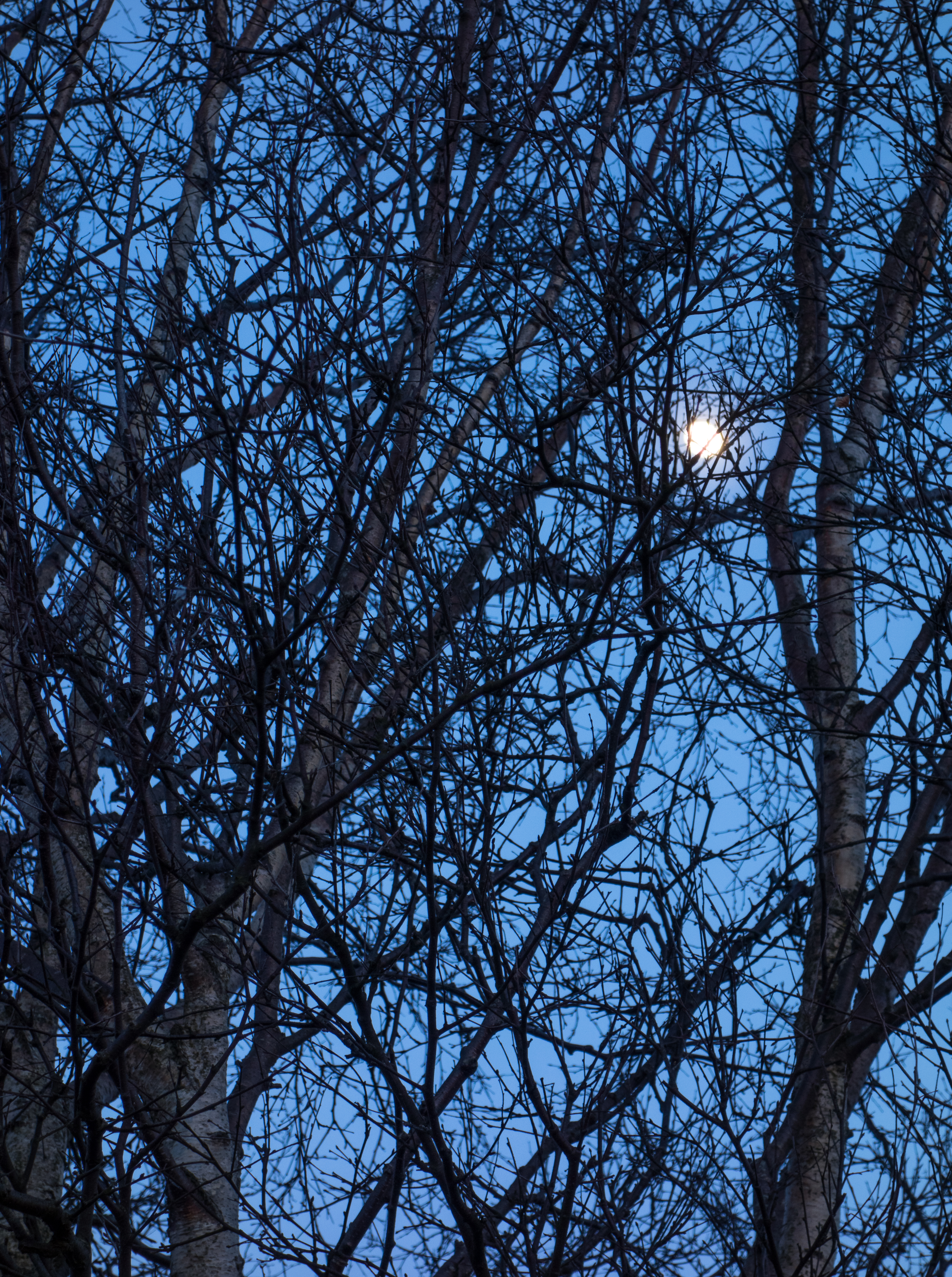 Waxing moon in trees