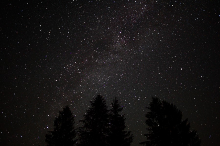 Forest-night-sky-spruce-trees-stars - West Virginia - ForestWander