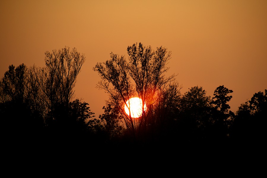 Sunset behind trees