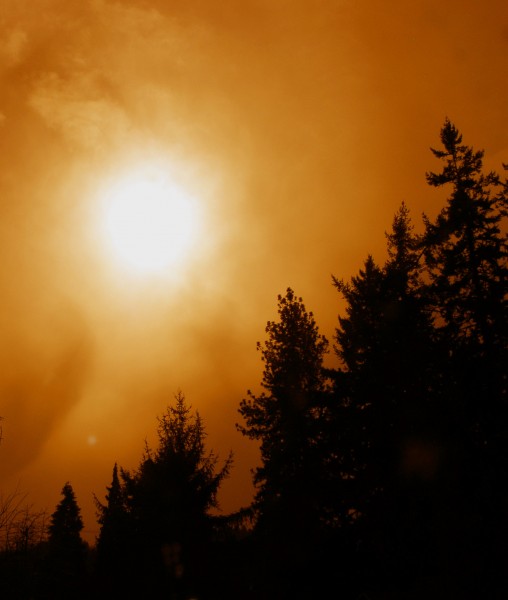 Trees Fog Sun