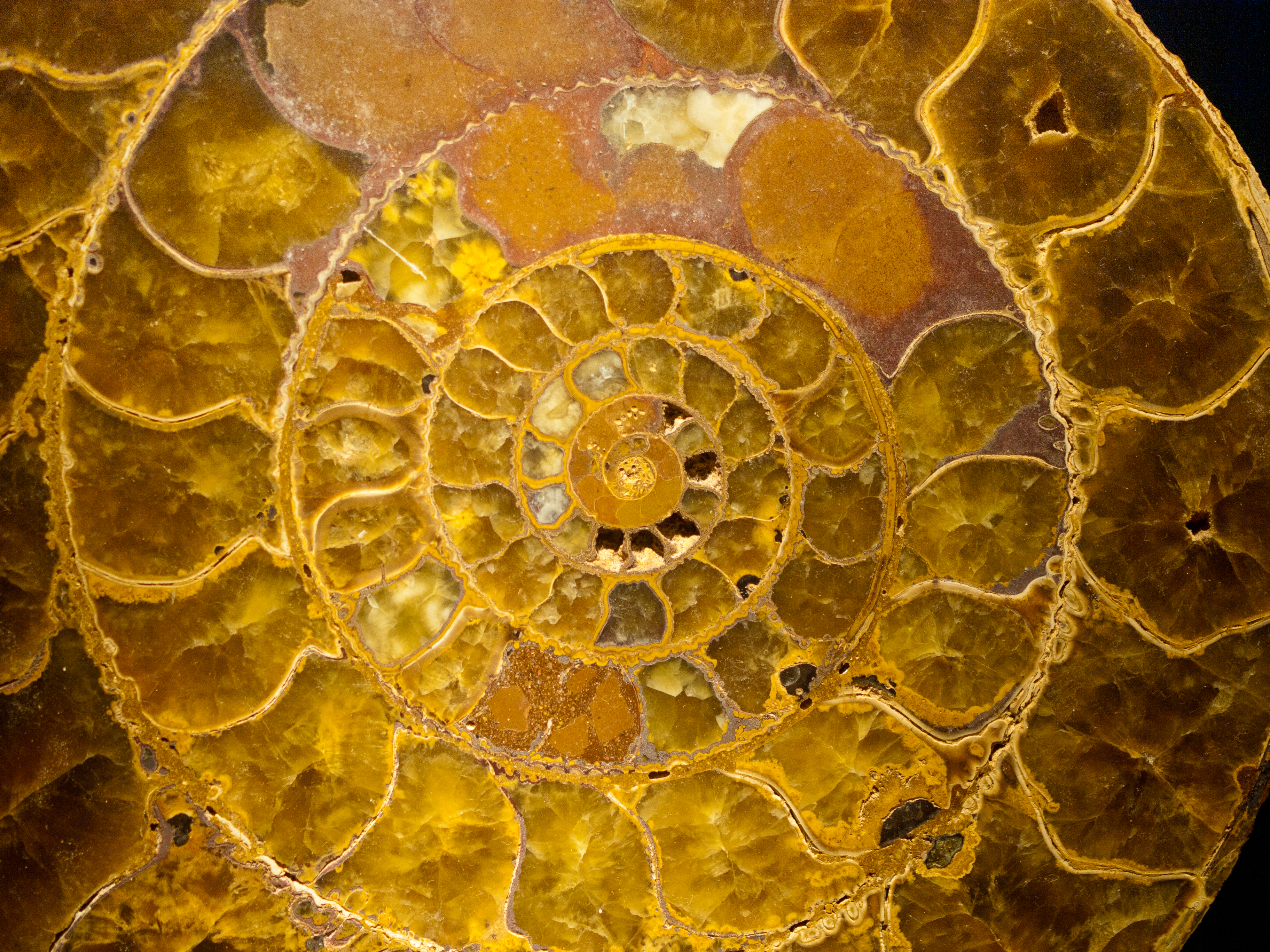 Ammonite Normandy