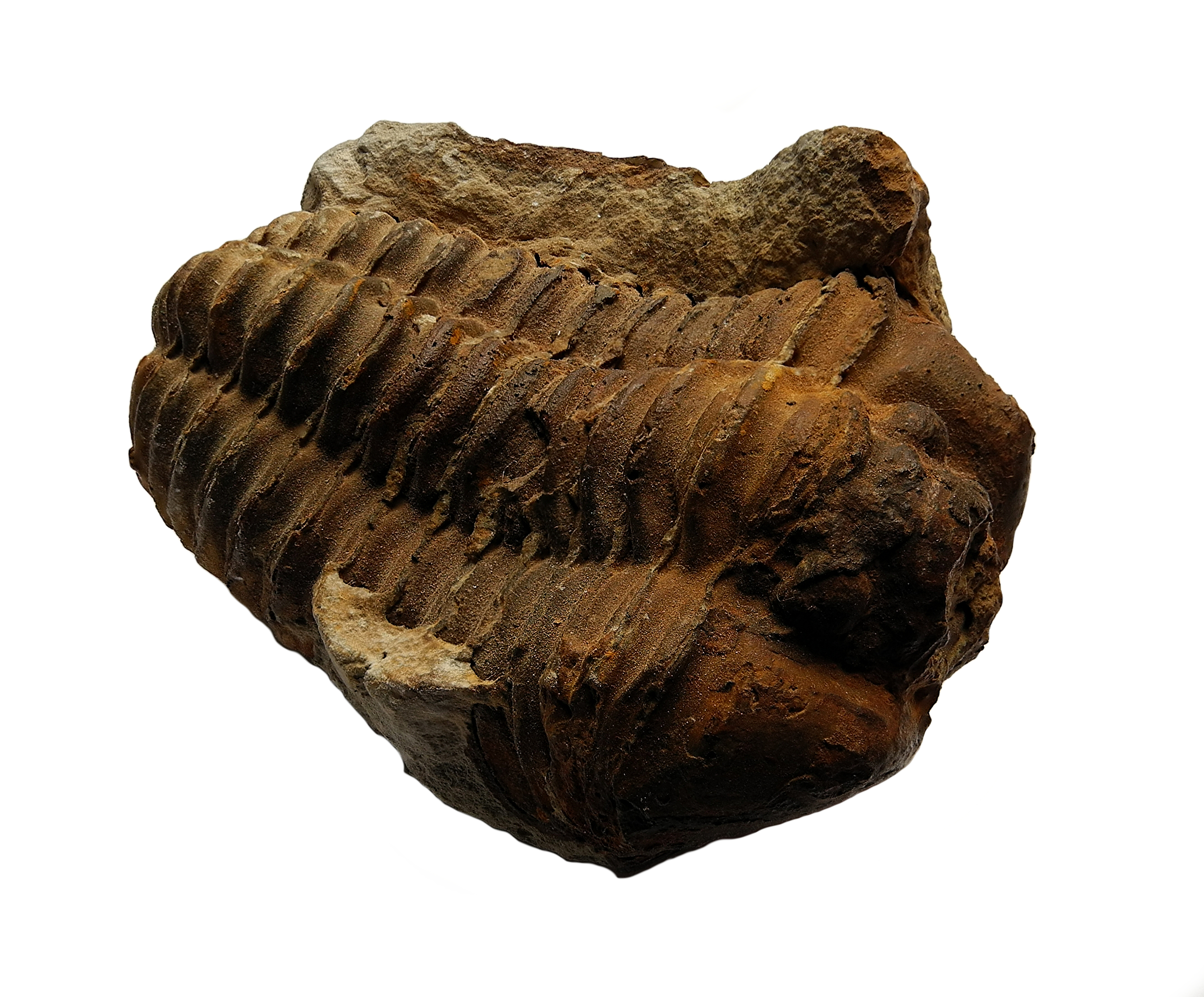Calymenid 2