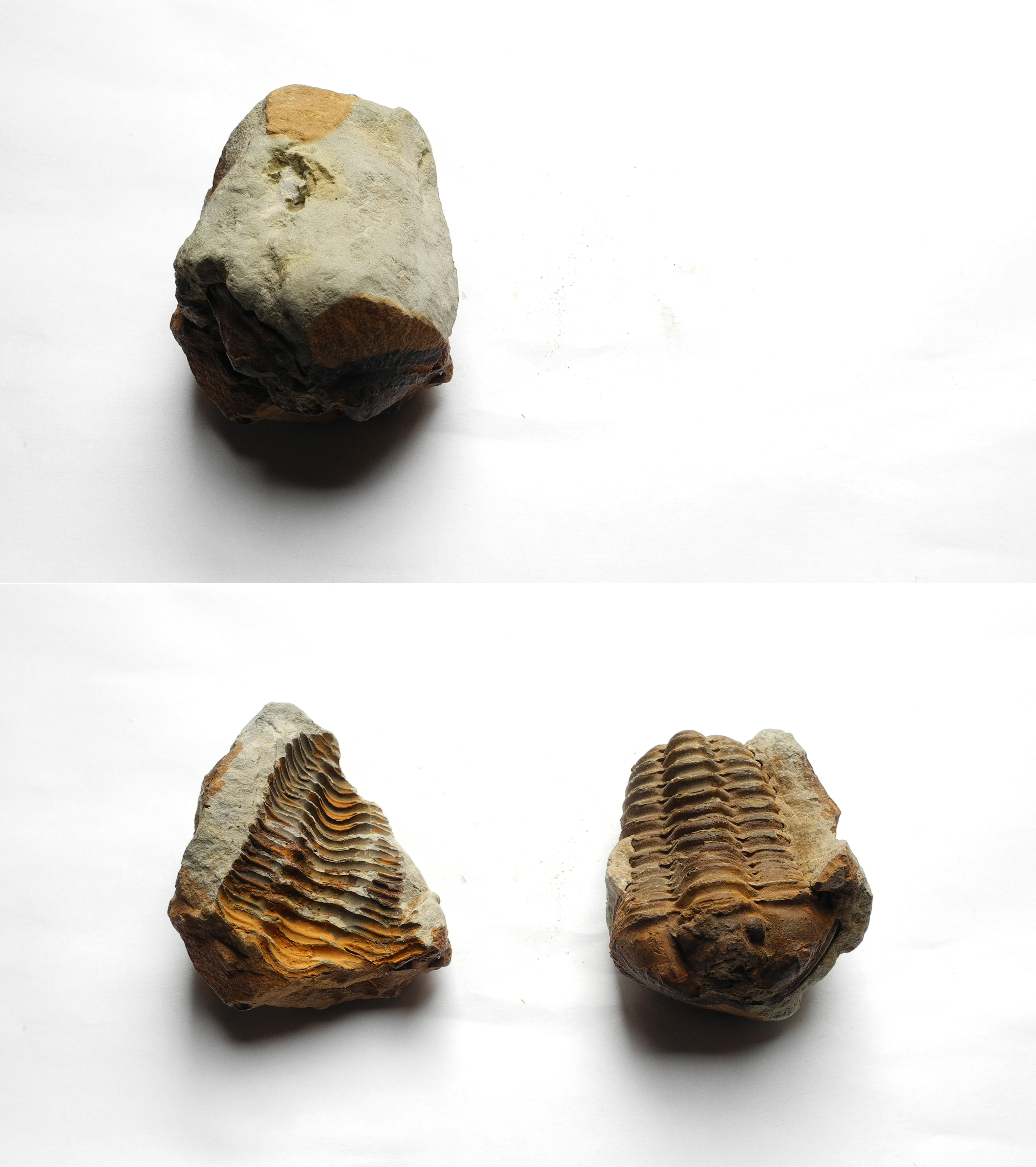 Calymenid nodule and split
