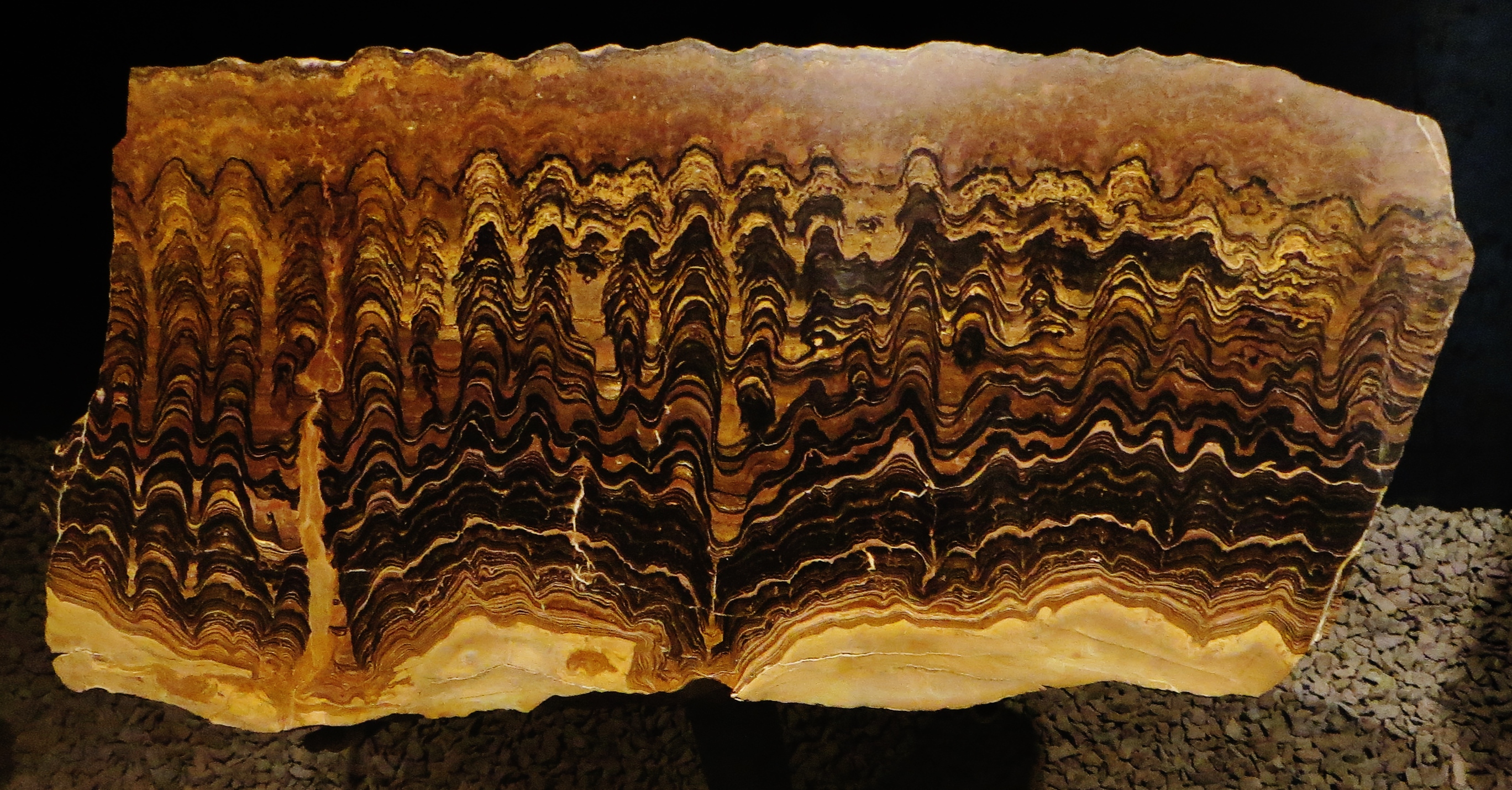 Greysonia sp ediacaran bolivia