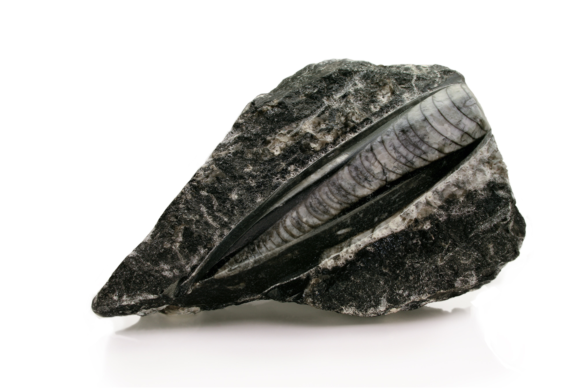 Image-Silurian Orthoceras Fossil Macro 2 edit