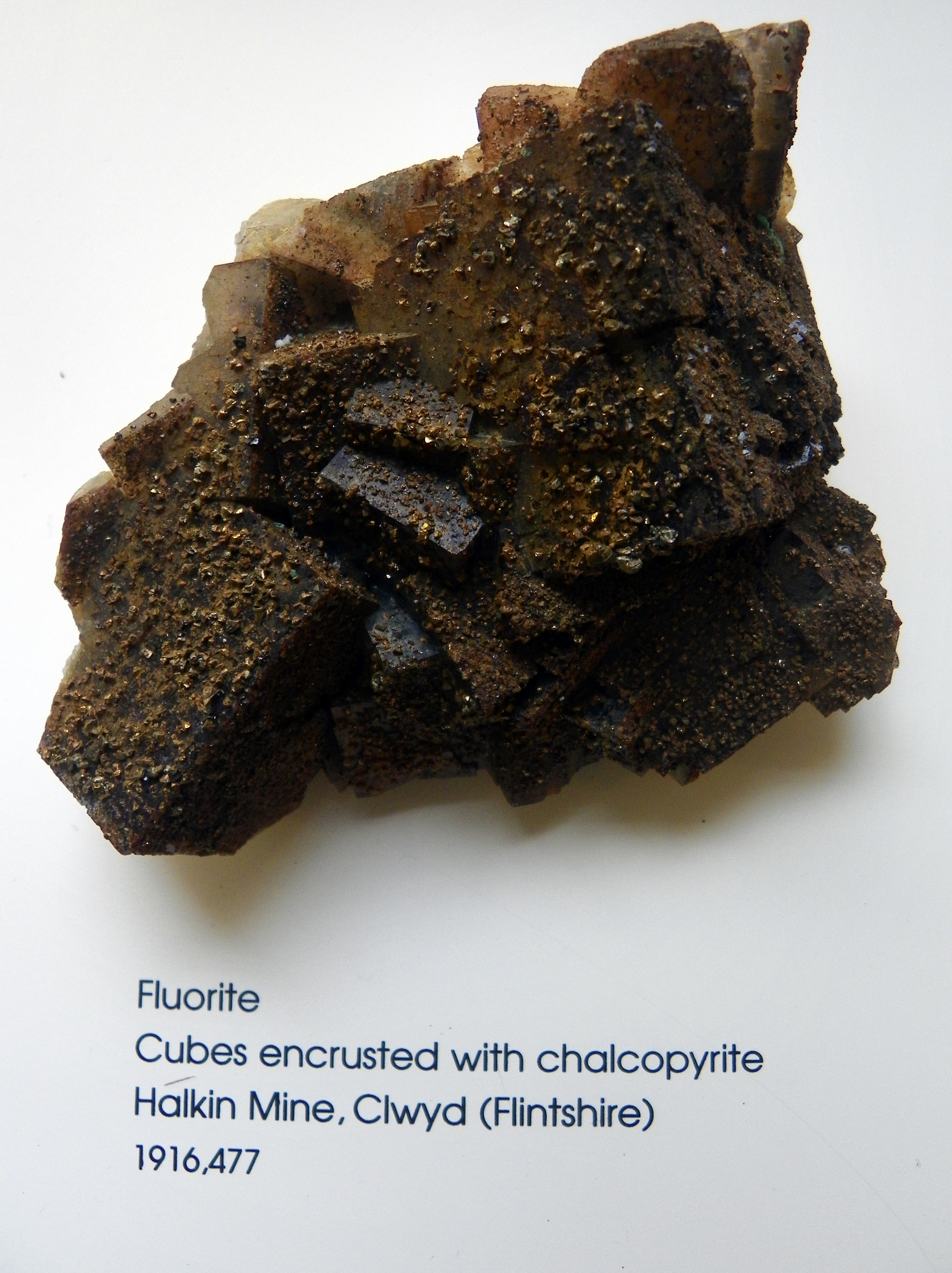 Natural History Museum 144 (8047051176)