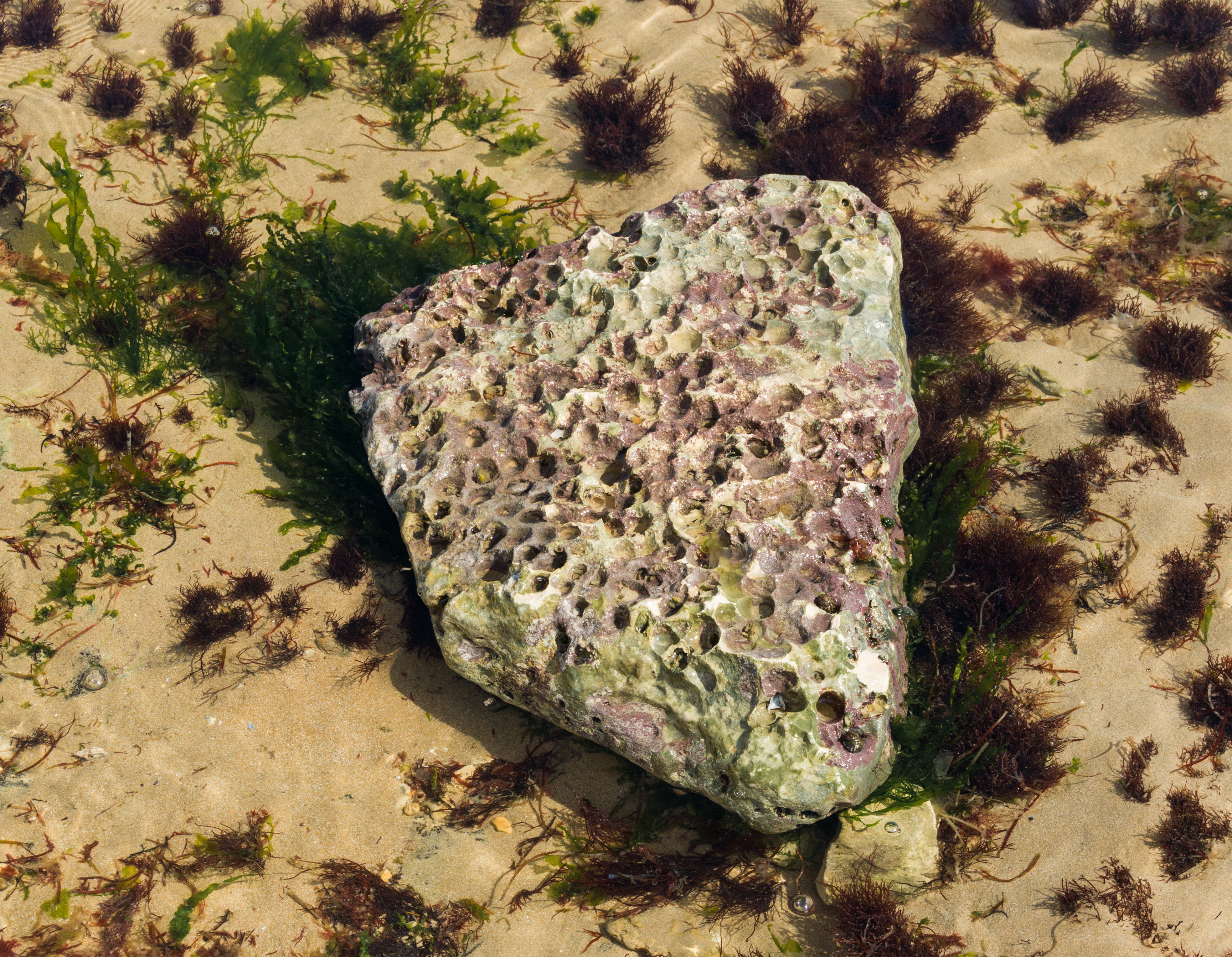 Pebble in water, Sainte-Marie-de-Ré, Ré island, Charente-Maritime, France