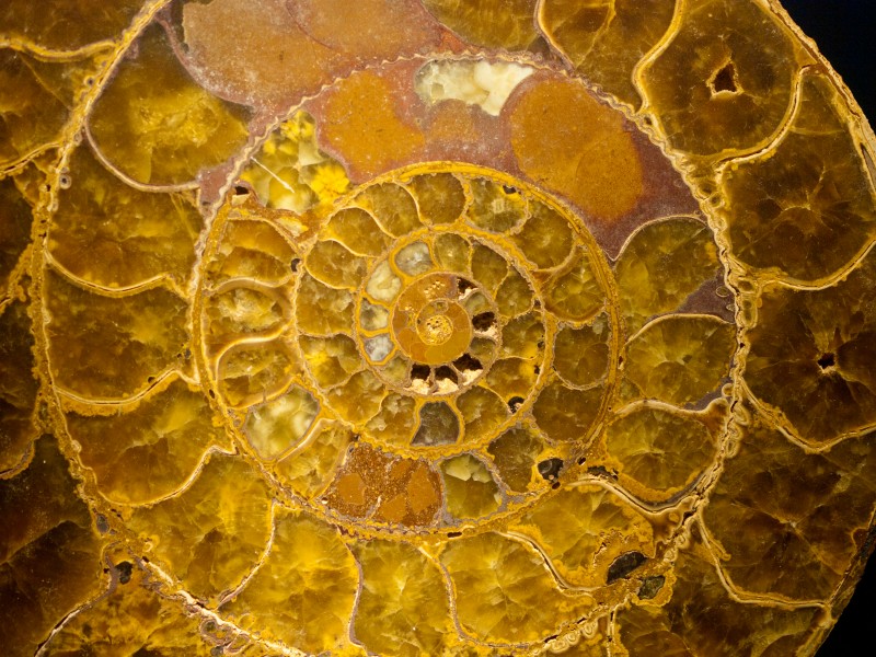 Ammonite Normandy
