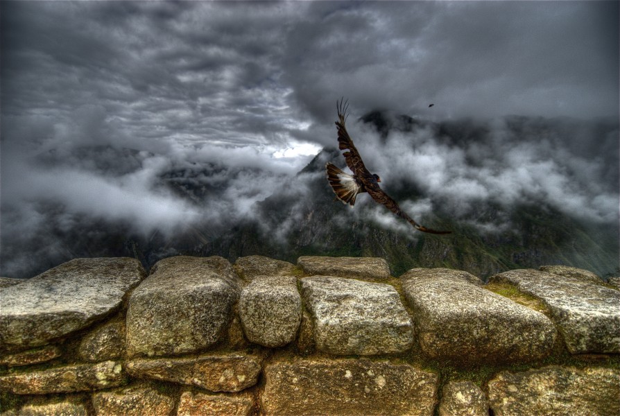 Caracara takes off at Machu Picchu