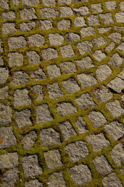 Cobblestones & moss