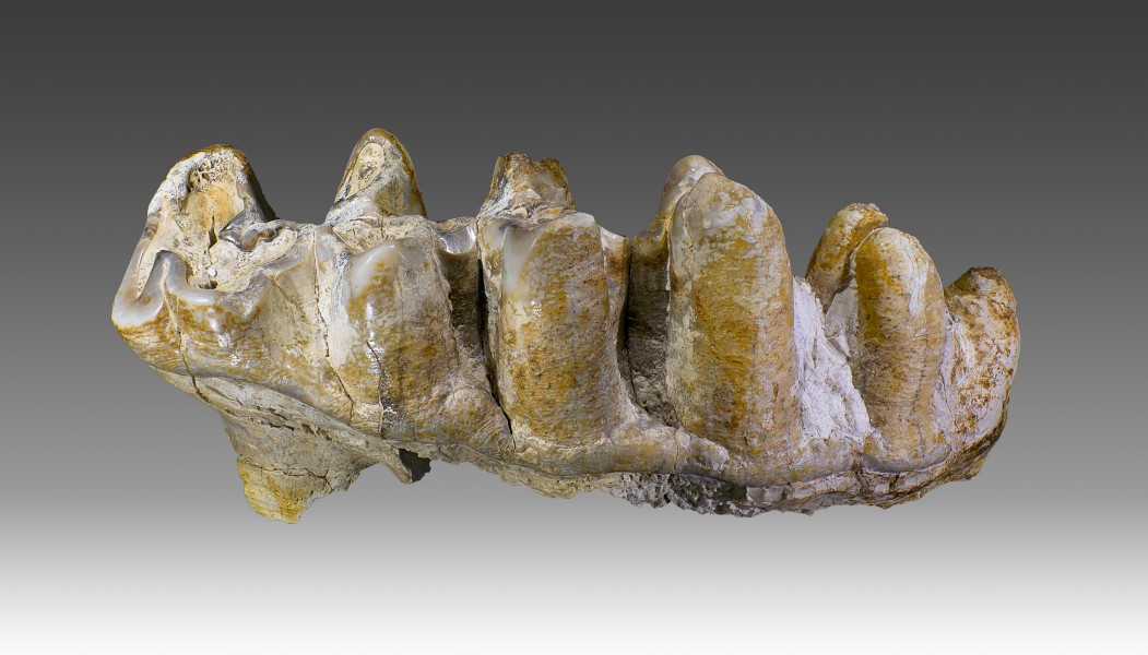 Molaire de Platybelodon grangeri