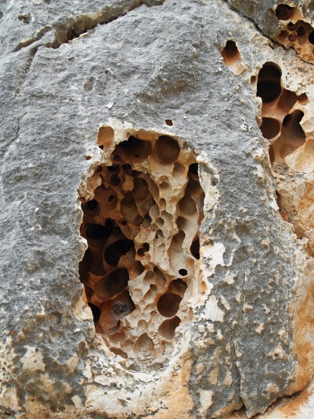 Monte Cofano Cantareus mazzullii 0010