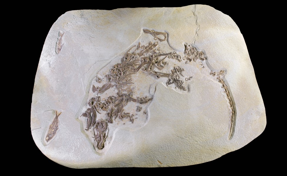Palaeosinopa