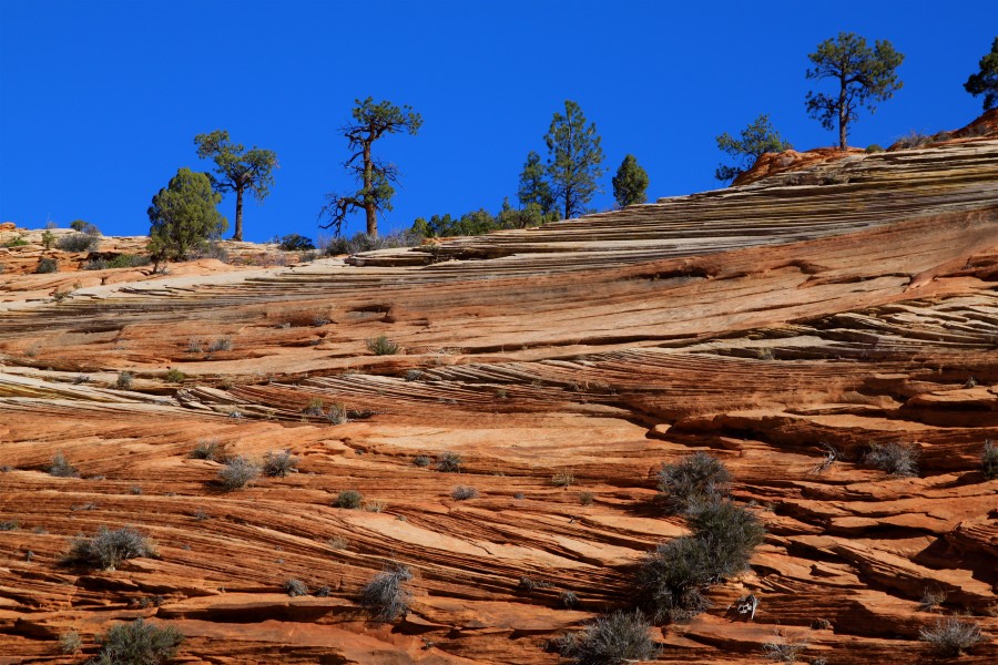 Sandstone showing Cross-bedding Zion National Park Utah USA