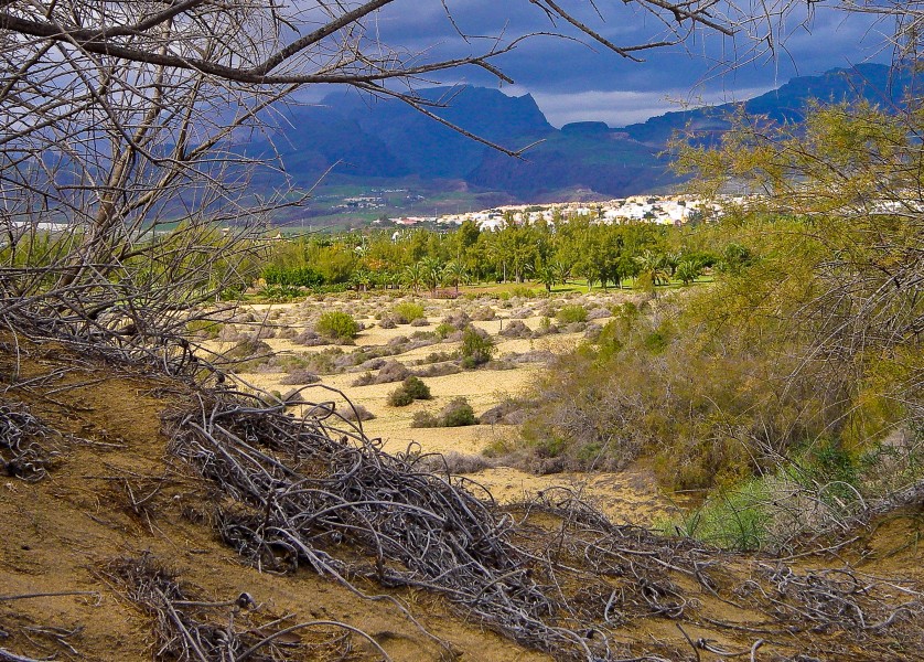 Scrub and dunes at Maspalomas Gran Canaria