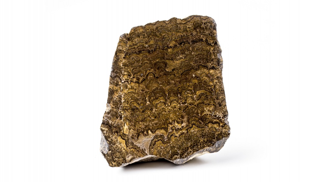 Stromatolite indet. - MUSE 1