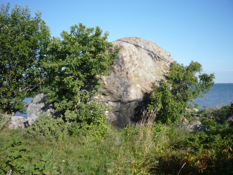 Tammiski kivi 1