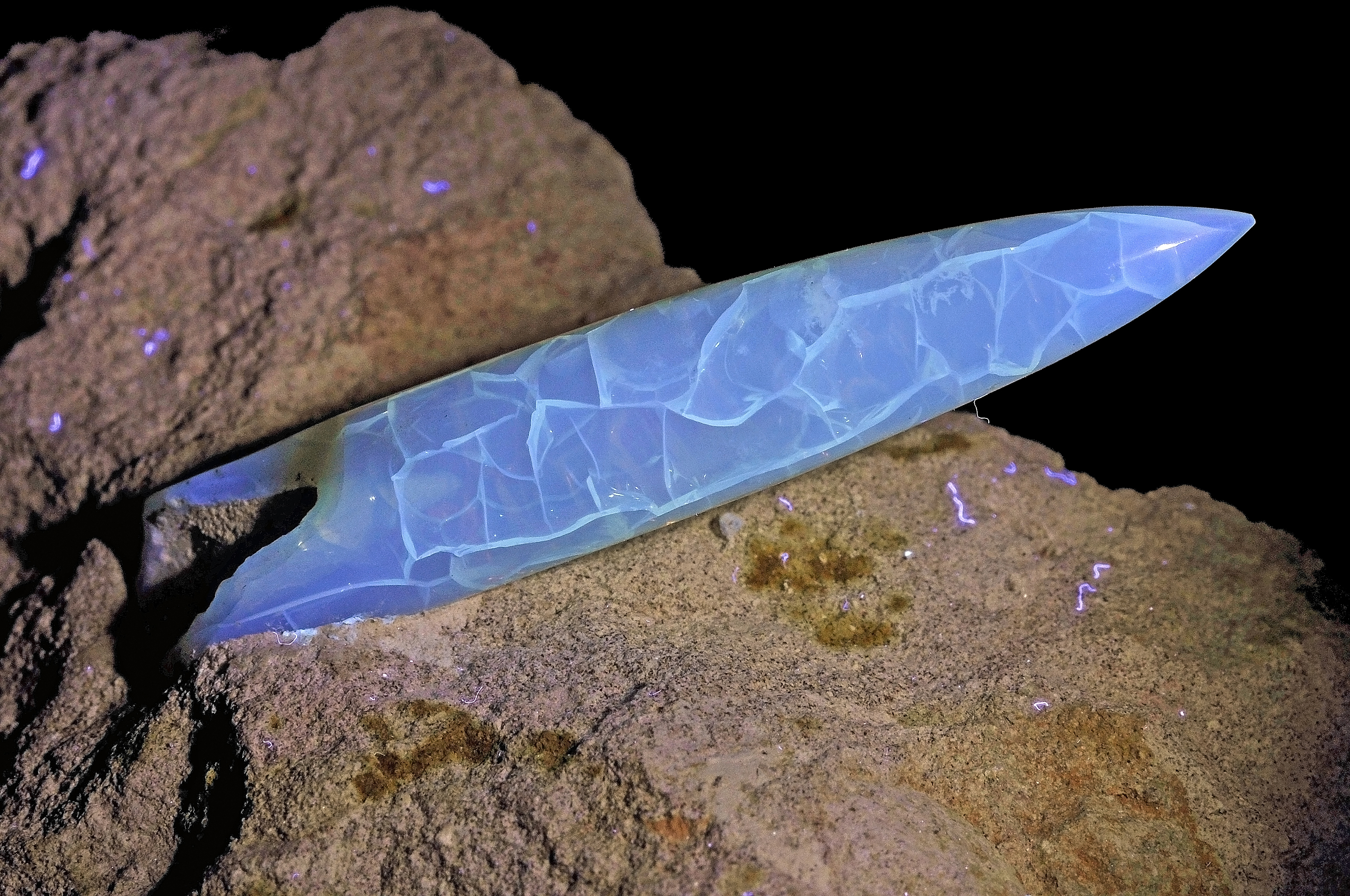 Rostre de bélemnite sous UV (Australie) 