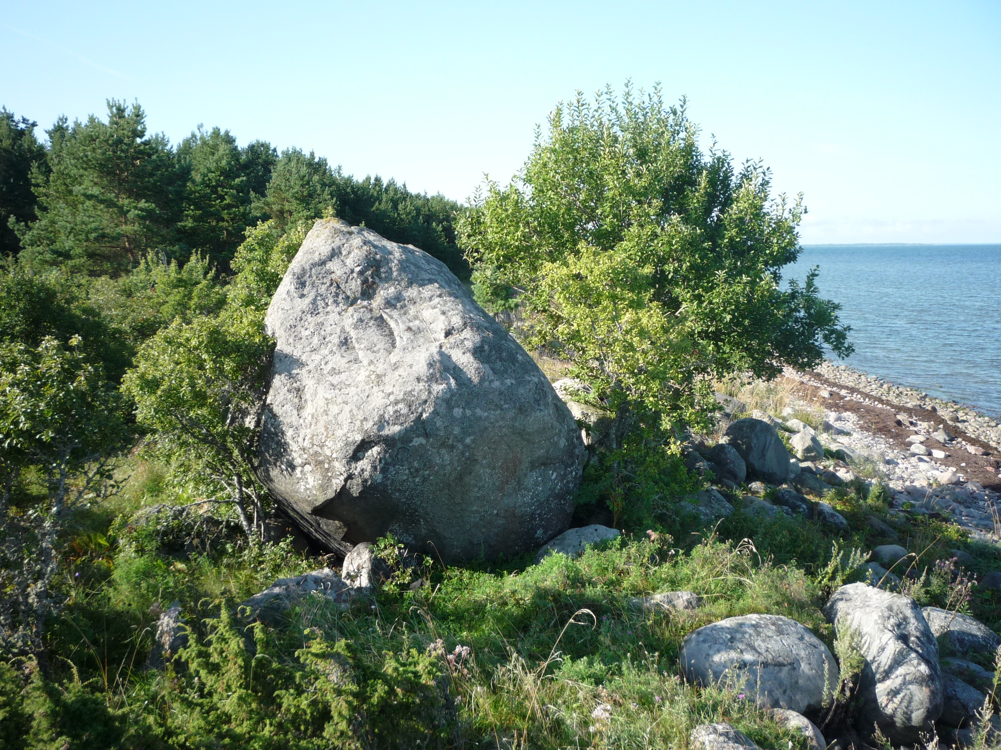 Tammiski kivi 2