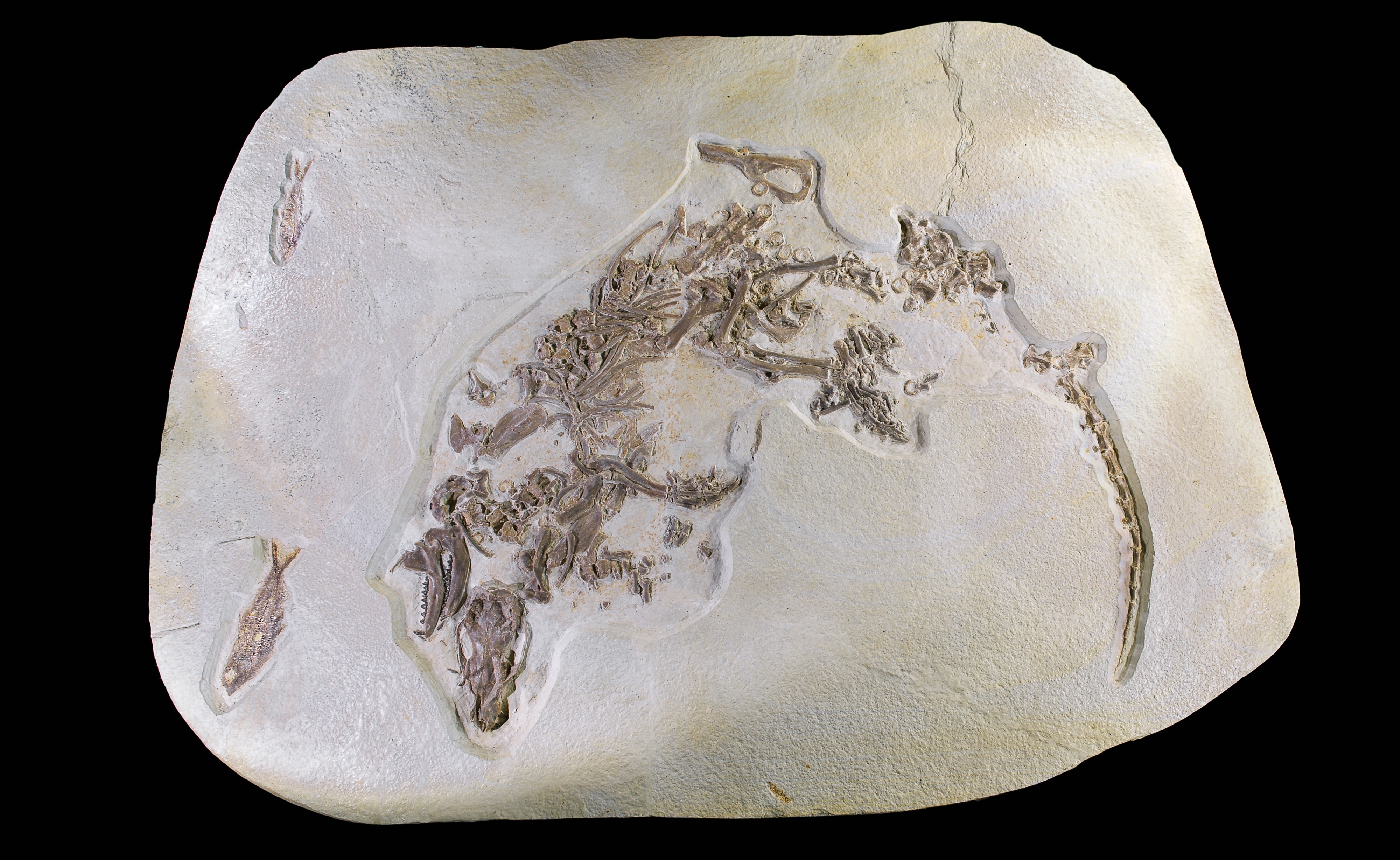 Palaeosinopa