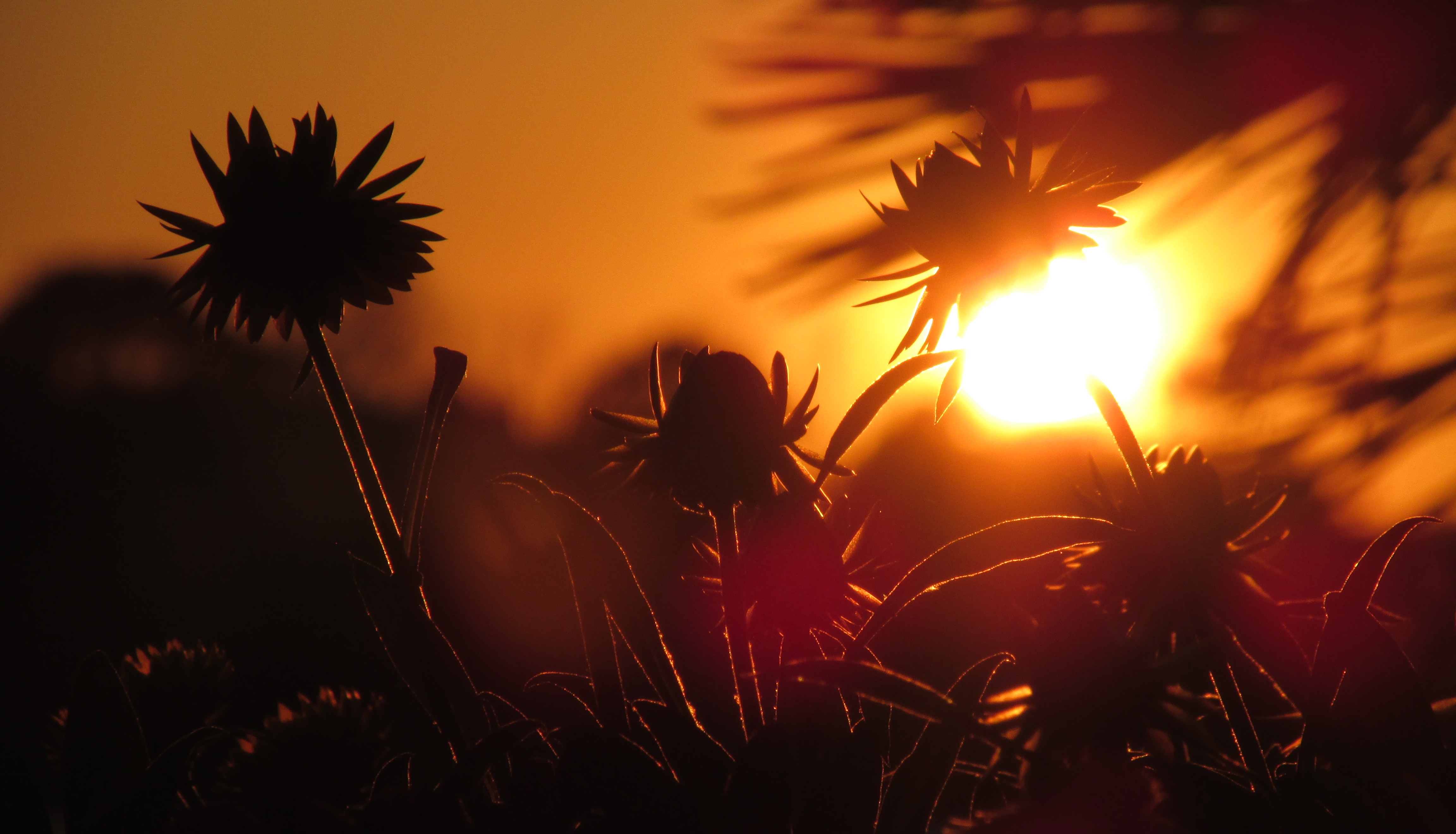 Flowery sunset (13416333134)