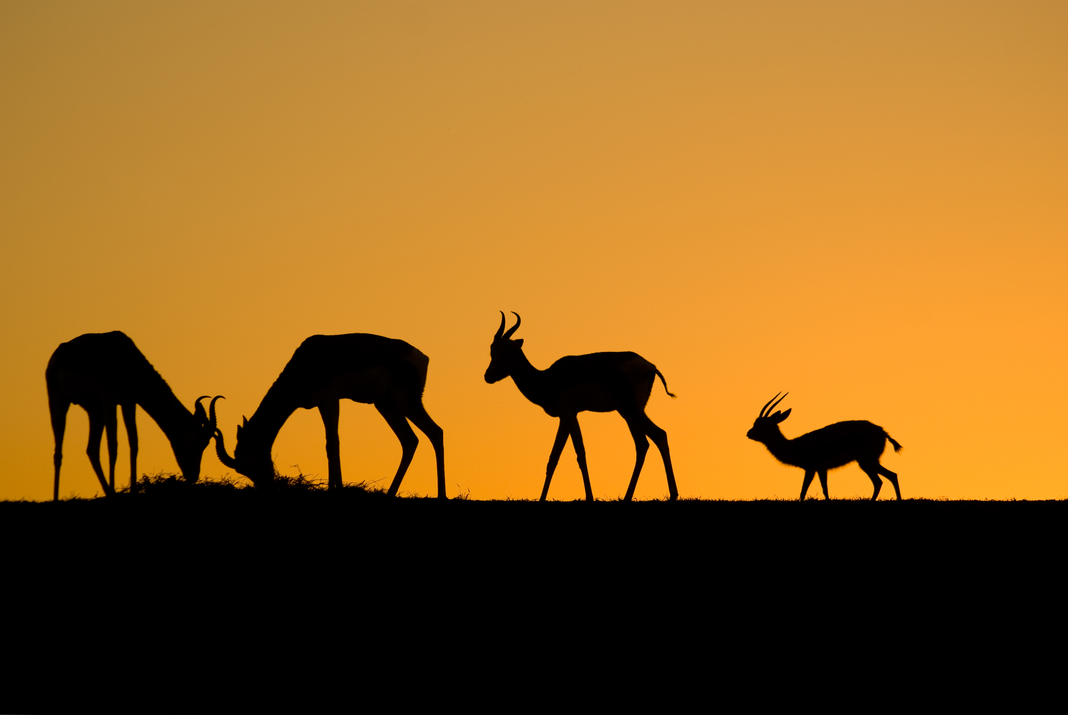 Gazelles of Sunset