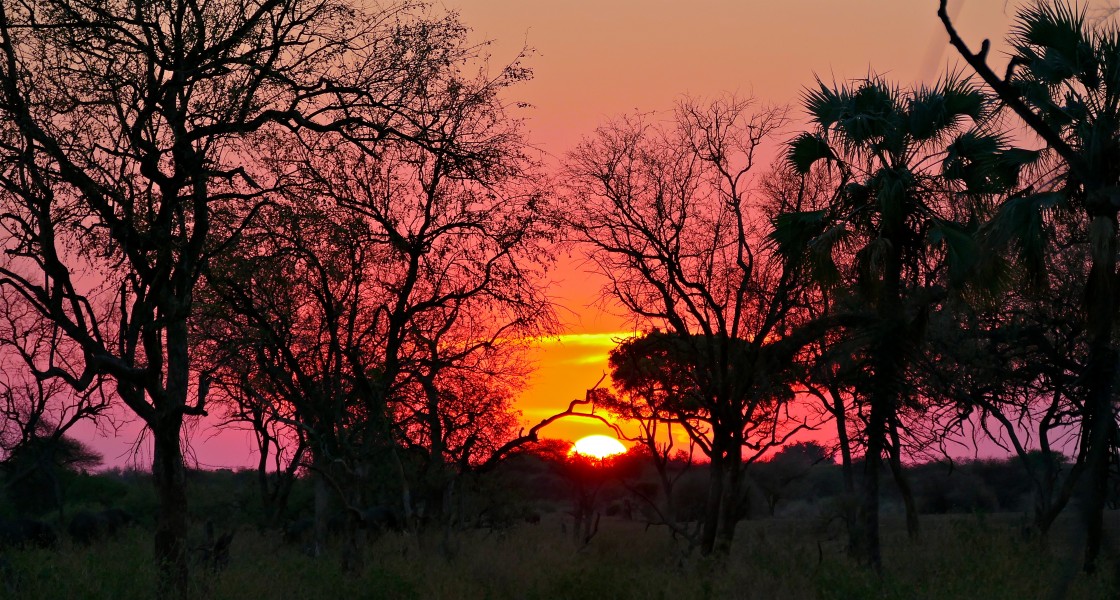 African Sunset ... (33129753726)