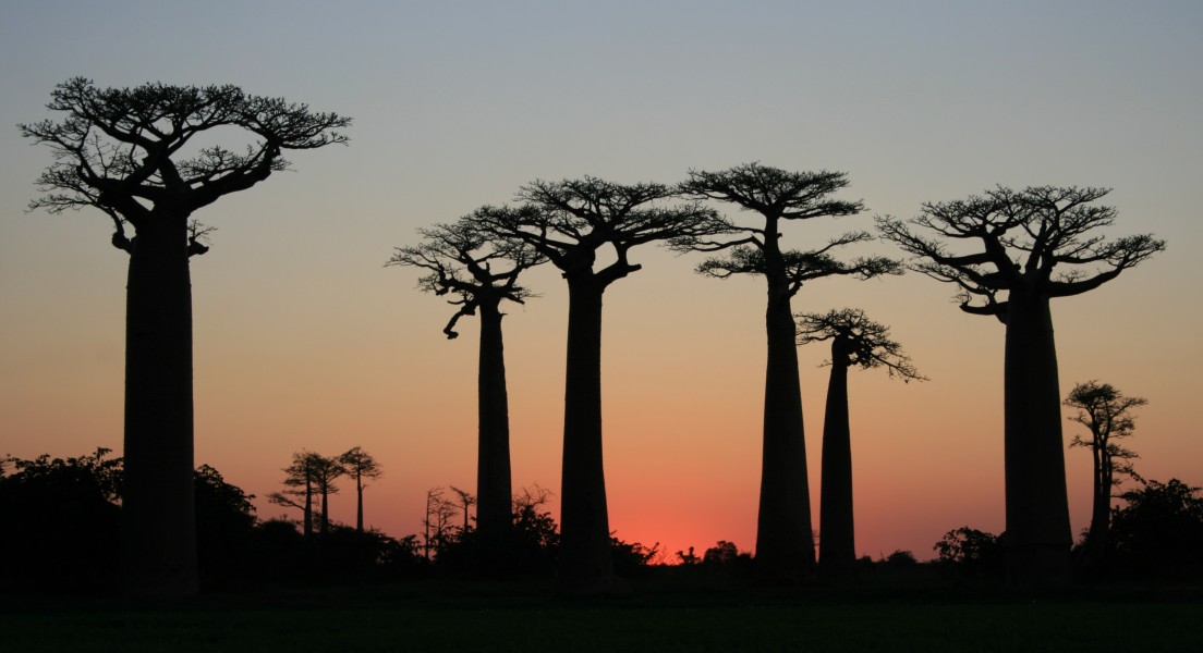 After Sunset on Avenue of the Baobabs