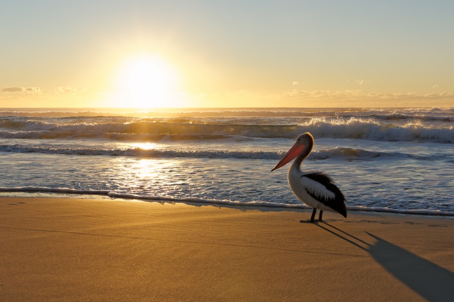 Australian Pelican watching beach sunrise