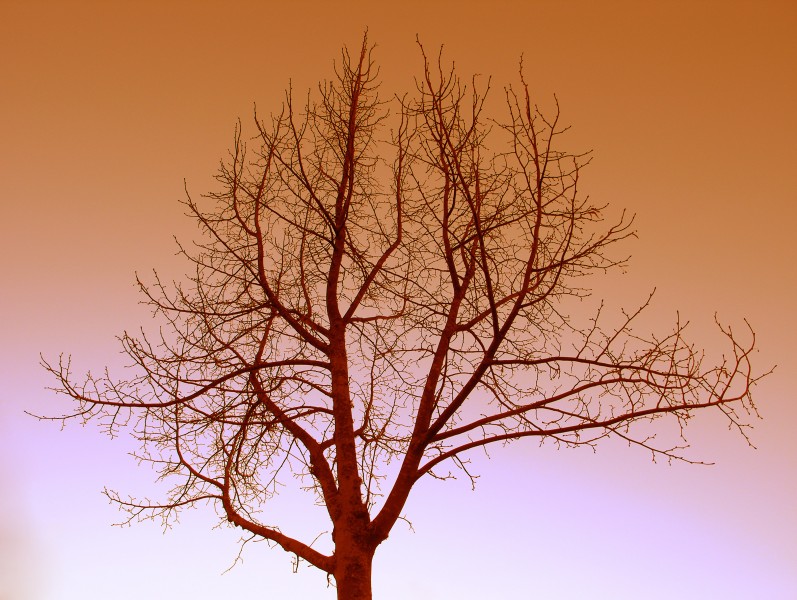 Bare tree at sunset