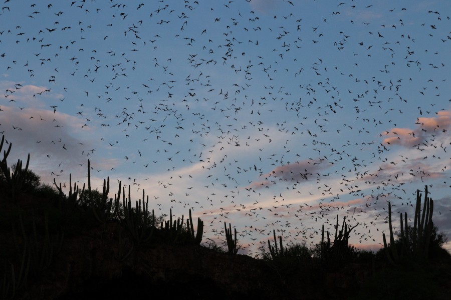 Bats in Topolobampo