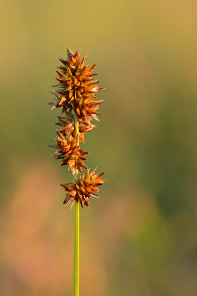 Carex muricata - siiltarn Keilas