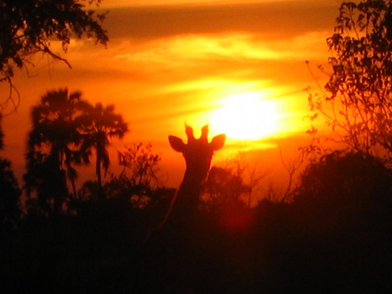 Girafe sunset