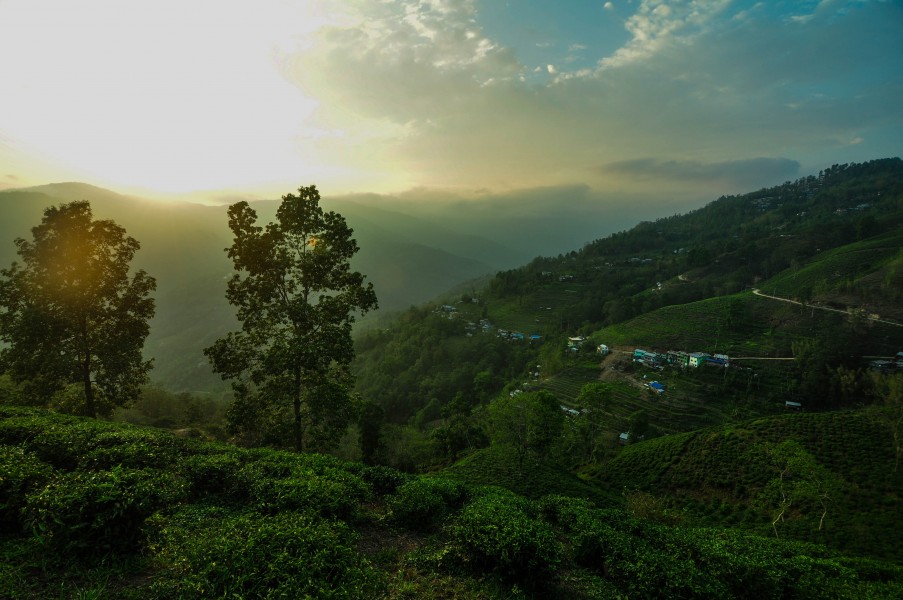 Golden evenings at ilam7