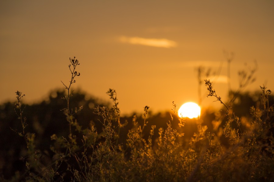 Sunset light (31308853800)