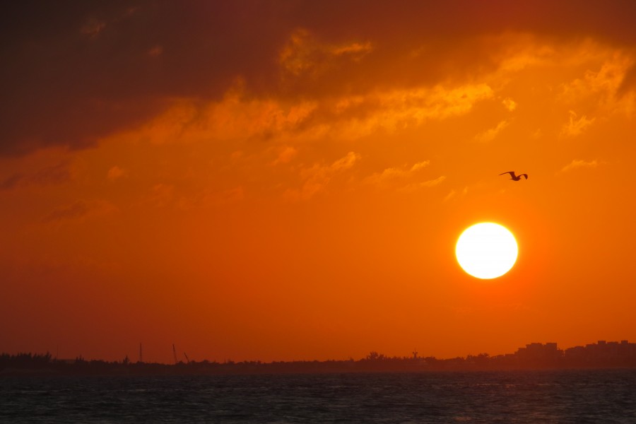 Sunset with a bird